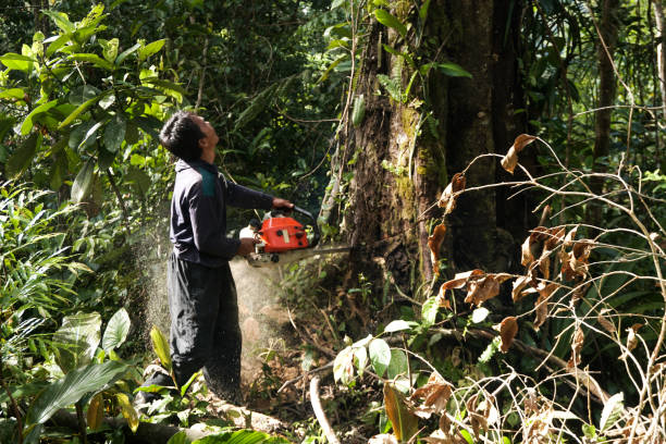 Tree and Shrub Care in Guntersville, AL