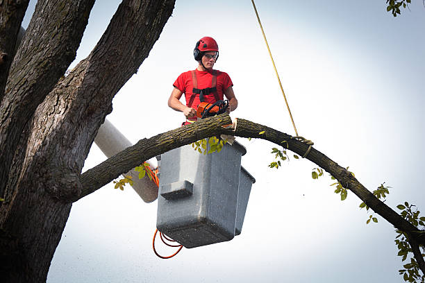 How Our Tree Care Process Works  in  Guntersville, AL